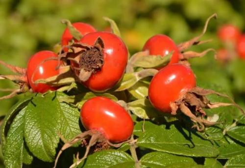 Как хранить шиповник на зиму. Как сохранить шиповник на зиму в домашних условиях