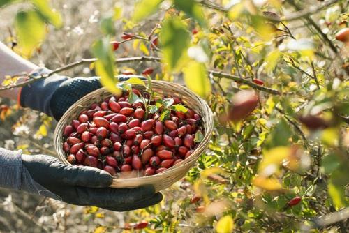 Когда собирать шиповник для сушки. Сбор шиповника