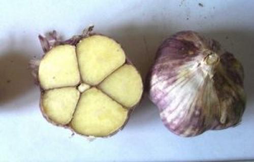 Чеснок яровой и озимый отличия. ЯРОВОЙ И ОЗИМЫЙ — В ЧЕМ РАЗНИЦА