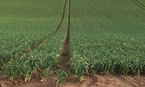 Яровой чеснок когда сажать. Когда сажать яровой чеснок: критерии выбора срока