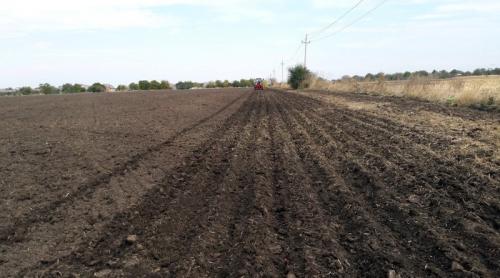 Яровой чеснок когда сажать. Когда сажать яровой чеснок: критерии выбора срока