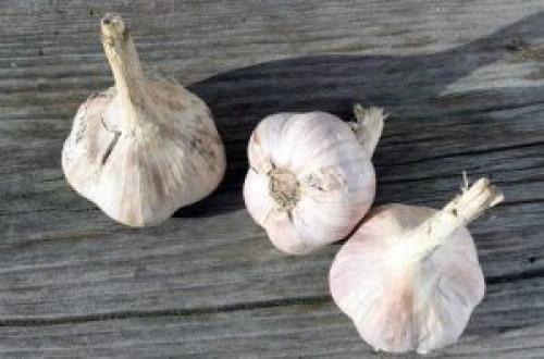 Чеснок яровой и озимый отличия. ЯРОВОЙ И ОЗИМЫЙ — В ЧЕМ РАЗНИЦА