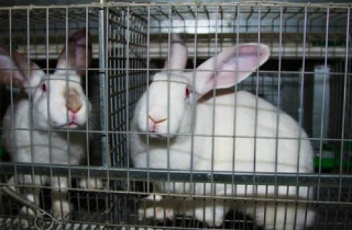 Основные показатели продуктивности кролиководства: что важно знать 02