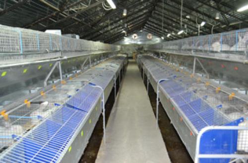 Основные показатели продуктивности кролиководства: что важно знать 01