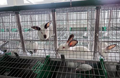 Основные показатели продуктивности кролиководства: что важно знать 03