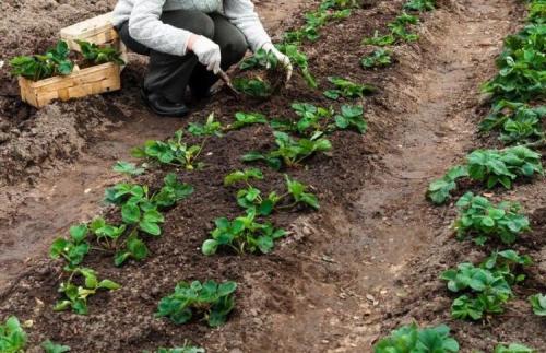 Как посадить клубнику правильно. Как правильно посадить в открытый грунт? 12