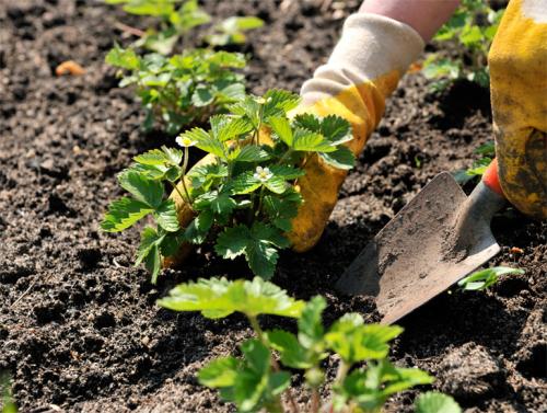 Как сажать клубнику на грядке. Посадка клубники в открытый грунт осенью, весной, в августе – сроки, схема высадки