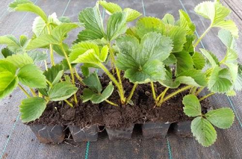 На каком расстоянии сажать клубнику осенью. Сроки осенней посадки