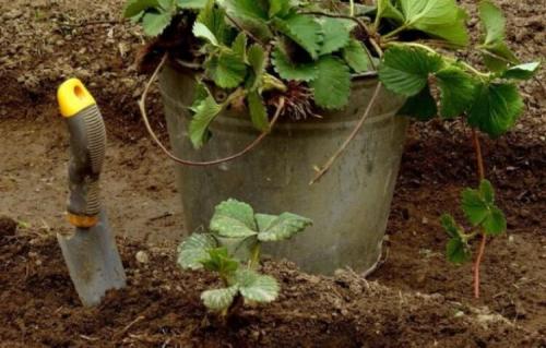 Как посадить клубнику правильно. Как правильно посадить в открытый грунт? 09