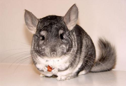 Ухаживание за шиншиллой в квартире: основные правила 02 Ухаживание за шиншиллой в квартире: основные правила 02