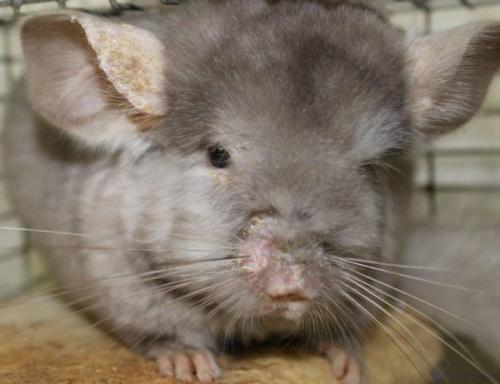 Как обезопасить шиншиллу от болезней. Инфекционные болезни шиншилл