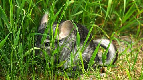 Ухаживание за шиншиллой в квартире: основные правила 04 Ухаживание за шиншиллой в квартире: основные правила 04