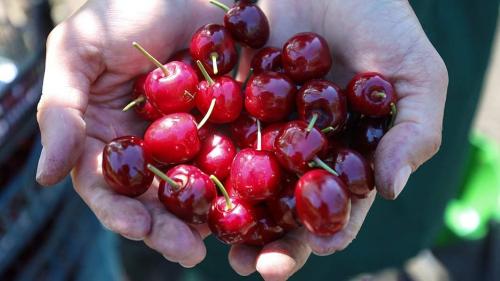 Компот из винограда при гастрите. Вино и гастрит 07 Компот из винограда при гастрите. Вино и гастрит 07