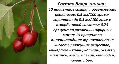 Как боярышник влияет на иммунную систему. Состав и полезные свойства ягод и листьев боярышника