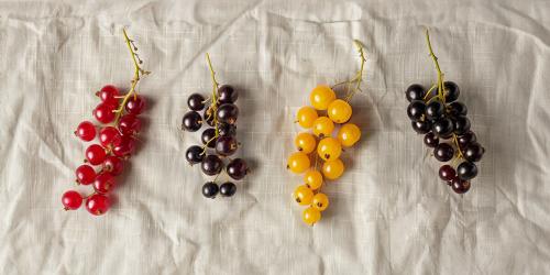 Воспользуйтесь пользой черной смородины: 10 причин, почему этот фрукт должен быть в вашей диете 05 Воспользуйтесь пользой черной смородины: 10 причин, почему этот фрукт должен быть в вашей диете 05