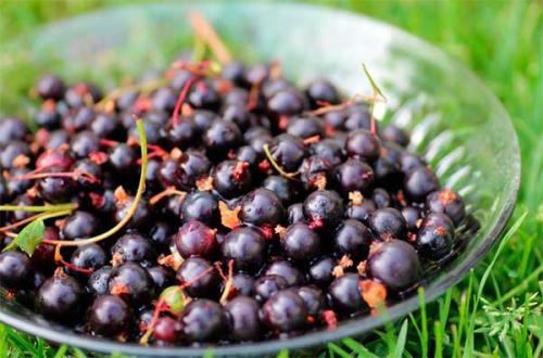 Может ли чёрная смородина помочь с похудением. Полезные свойства