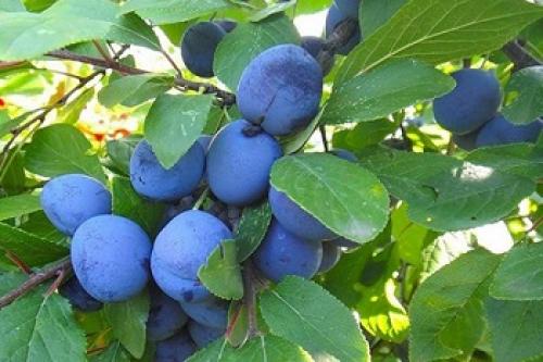 Чем полезен терновник для женщин.