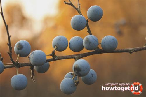 Настойка из терна польза. Плоды, зелень или древесина