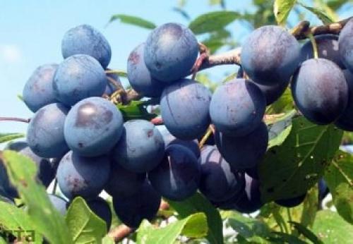 Чем полезен терновник для женщин.