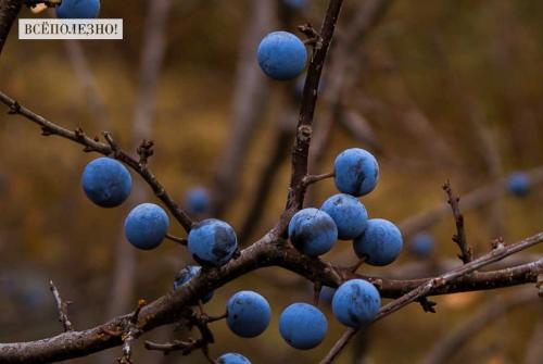Вред и польза терновника. Свойства терна