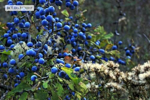 Вред и польза терновника. Свойства терна