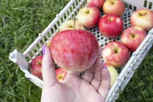 Как определить, что яблоки сорта Голден созрели. Характеристики сорта — это важно