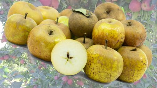 Узнайте особенности сорта яблони Голден и как выращивать её на своем участке 09 Узнайте особенности сорта яблони Голден и как выращивать её на своем участке 09