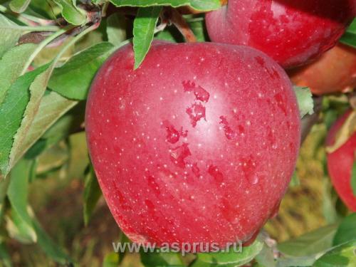 Что такое сорт яблони Голден. Цветение и нормировка плодов