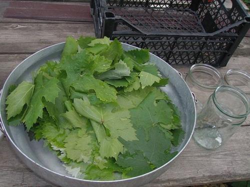 Какие витамины содержатся в винограде Изабелла и какое их количество. Полезные свойства и вред винограда Изабелла для организма