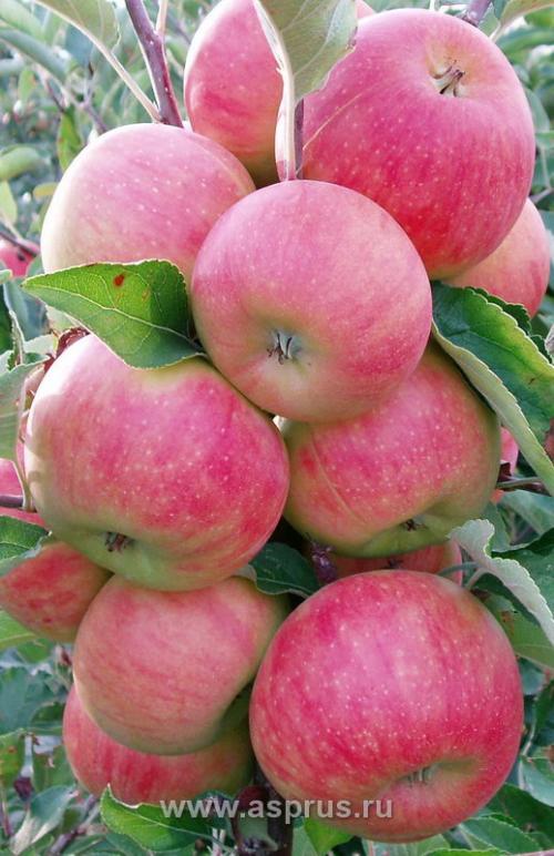 Что такое сорт яблони Голден. Цветение и нормировка плодов