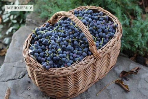 Какие витамины содержатся в винограде Изабелла и какое их влияние на организм. Свойства винограда «Изабелла» для организма