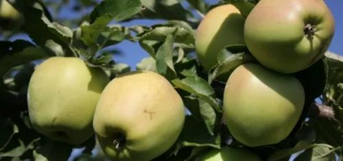Откуда происходит сорт яблони Голден. Характеристика
