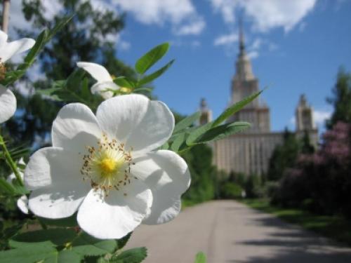 Шиповник: неотъемлемая часть нашей экосистемы 04 Шиповник: неотъемлемая часть нашей экосистемы 04