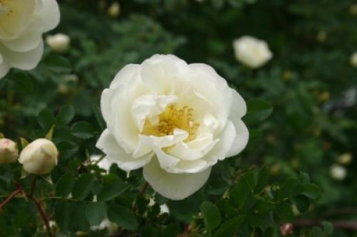 Шиповник: неотъемлемая часть нашей экосистемы 01 Шиповник: неотъемлемая часть нашей экосистемы 01