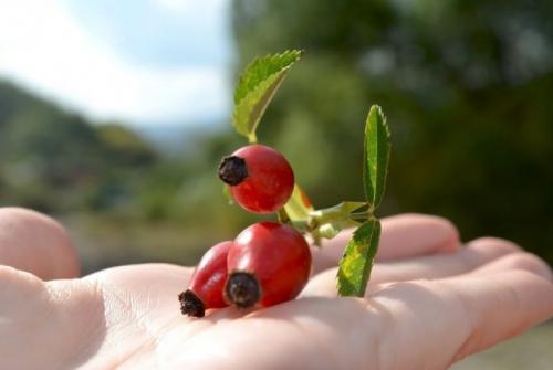 Когда и как собирать шиповник на сушку в 2021 году. Когда собирать шиповник: благоприятные дни в 2021 году