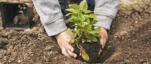 Когда пересаживать клубнику весной. Пересадка клубники весной на новое место, чтобы она плодоносила