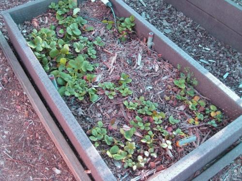 Когда и как правильно пересаживать клубнику. Варианты пересадки на новое место 06