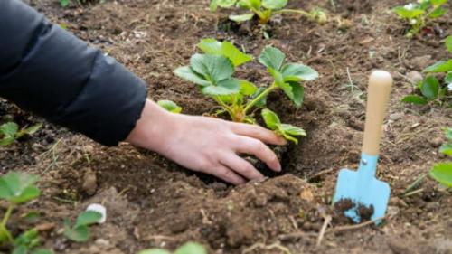 Когда пересаживать клубнику весной. Пересадка клубники весной на новое место, чтобы она плодоносила