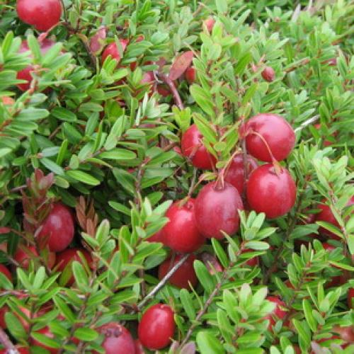 Красные кислые ягоды: что это и как их использовать 06 Красные кислые ягоды: что это и как их использовать 06