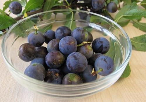 Какие витамины и минералы содержится в сливе терн. Богатая на урожай тернослива: какова польза и есть ли вред от плодов?