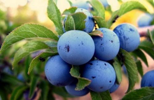 Слива терн польза и вред. Терн: что из себя представляет ягода, какова польза и вред садового терновника?