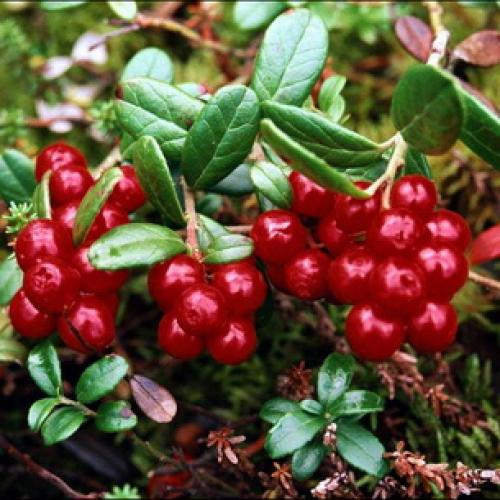 Красные кислые ягоды: что это и как их использовать 09 Красные кислые ягоды: что это и как их использовать 09