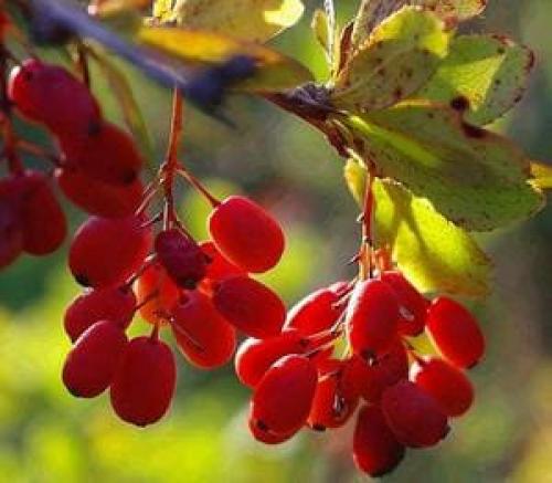Какие виды ягод относятся к красным кислым ягодам. Различные виды ягод с фотографиями, краткое описание разновидностей