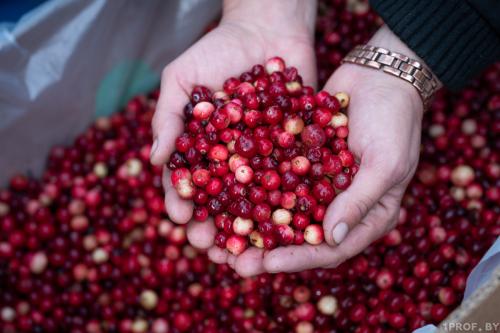 Красные кислые ягоды: что это и как их использовать 10 Красные кислые ягоды: что это и как их использовать 10