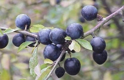 Слива терн польза и вред. Терн: что из себя представляет ягода, какова польза и вред садового терновника?