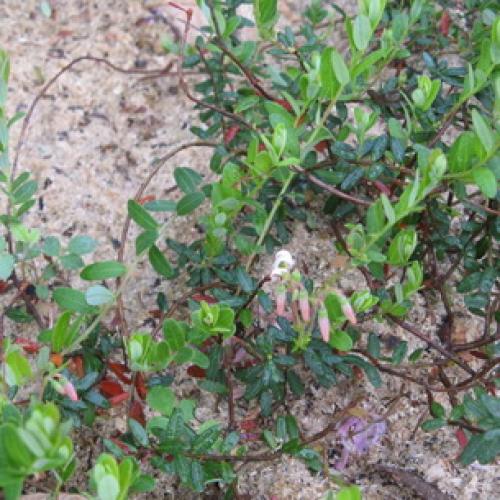 Красные кислые ягоды: что это и как их использовать 07 Красные кислые ягоды: что это и как их использовать 07