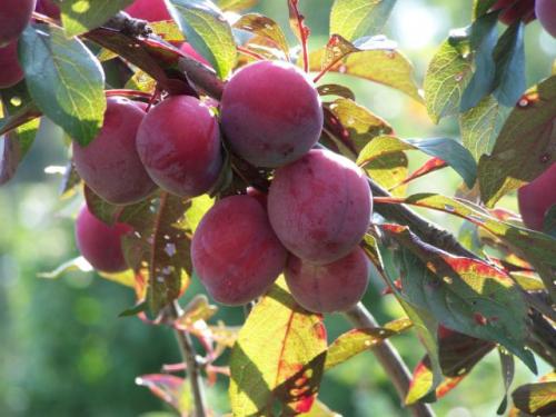 Как выбрать свежую и качественную сливу терн. Выбираем сливы по зимостойкости