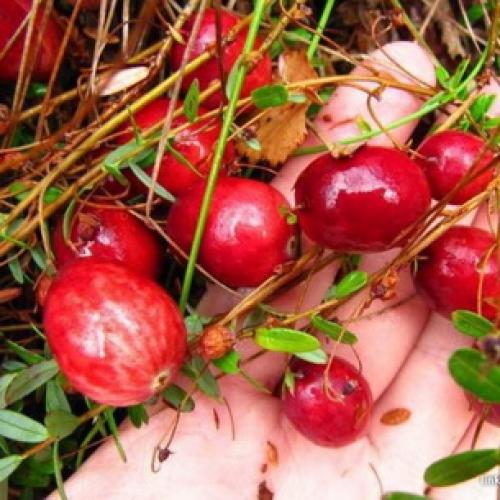 Красные кислые ягоды: что это и как их использовать 08 Красные кислые ягоды: что это и как их использовать 08