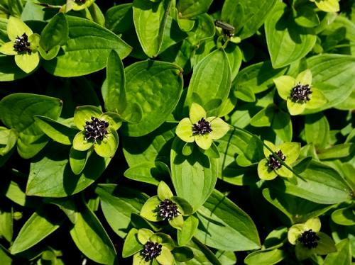 Рейтинг съедобных северных ягод с названиями. Лесные и болотные самоцветы: северные ягоды во всей красе 11