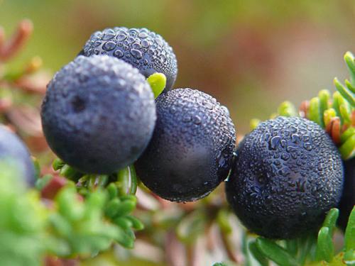 Черные ягоды на севере. Водяника чёрная